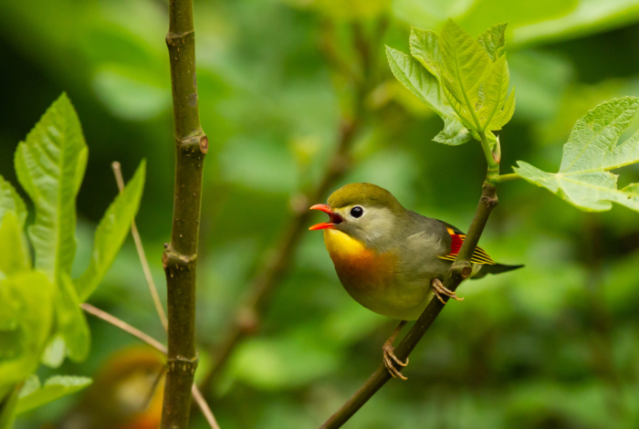 Comptage national des oiseaux de jardin 2025